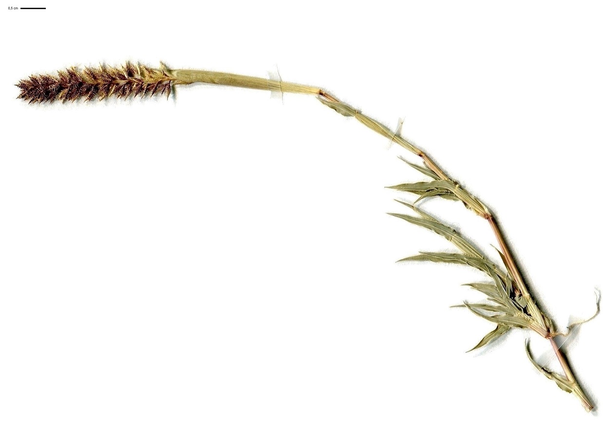 Tragus racemosus (Poaceae)
